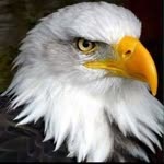 Erdal