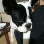 Emel
