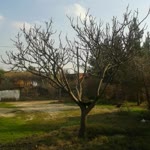 Akadir