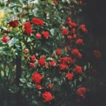 Neslihan