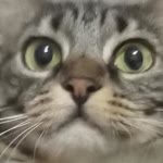 Ege