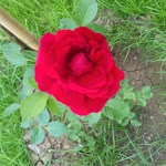 Bayram