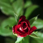 Harzem