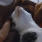 Onur
