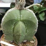 Tropicallgarden