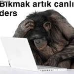 Beril