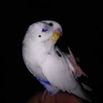 Halil