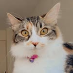 Betül