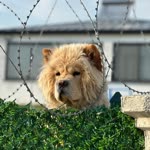Ümit