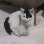 Hiçhane