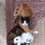 Sıla
