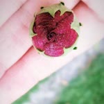 Rabia