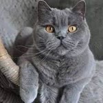 Özge