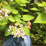 Emine