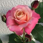 Hatice