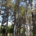 Ulviye