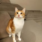 Selinay