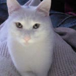 Mutlu