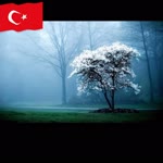 Saide