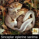 Seher