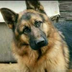 Seçkin