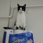 Emine