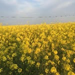 Huriye