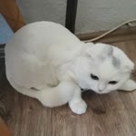 Sönmez