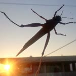 Kadir