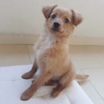 Yusuf