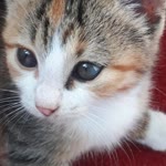 Miraç