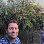 Levent
