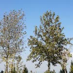Osman