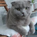 Ali