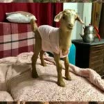 Furkan