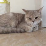 Hilmi