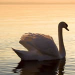 Meral