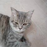 Kumsal
