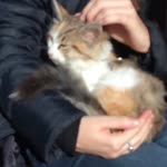 Ceren