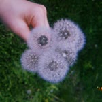 Merve