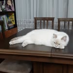 Süleyman