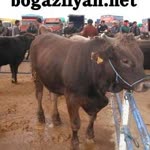 Gürkan