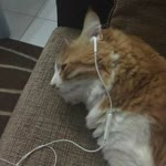 Hamide