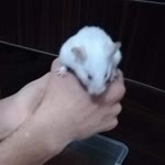 Fuzuli