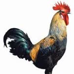 Kartal