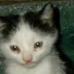 Ahsen
