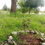 Memoli