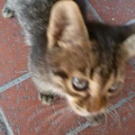 Turgay