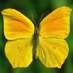 Hülya