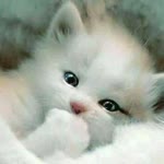 Aylin